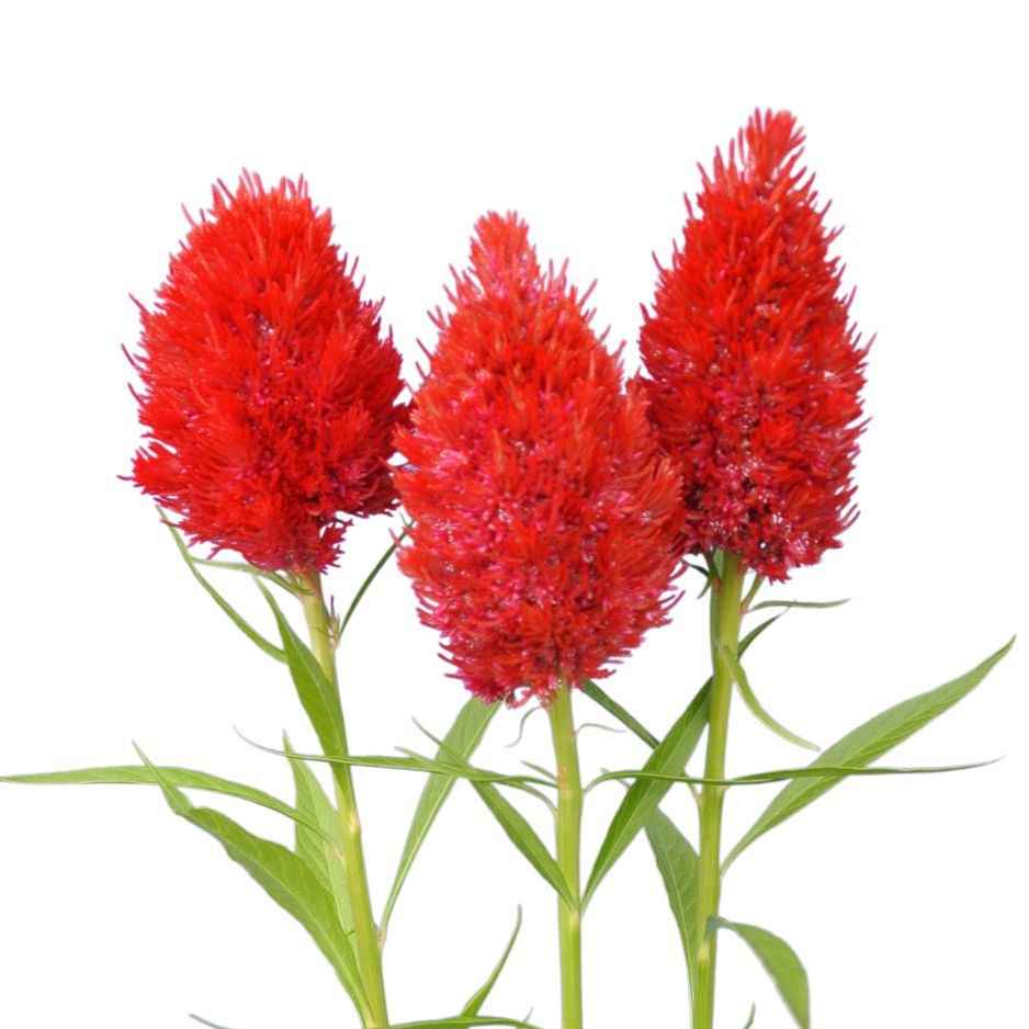 【中古】 赤いカンナの花のように/リヨン社/伊勢谷和美 カンナ | 植物写真鑑